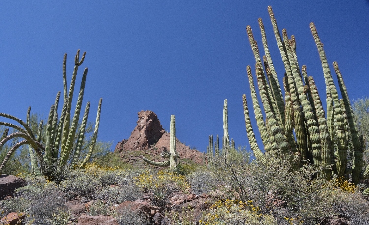 the desert terrain